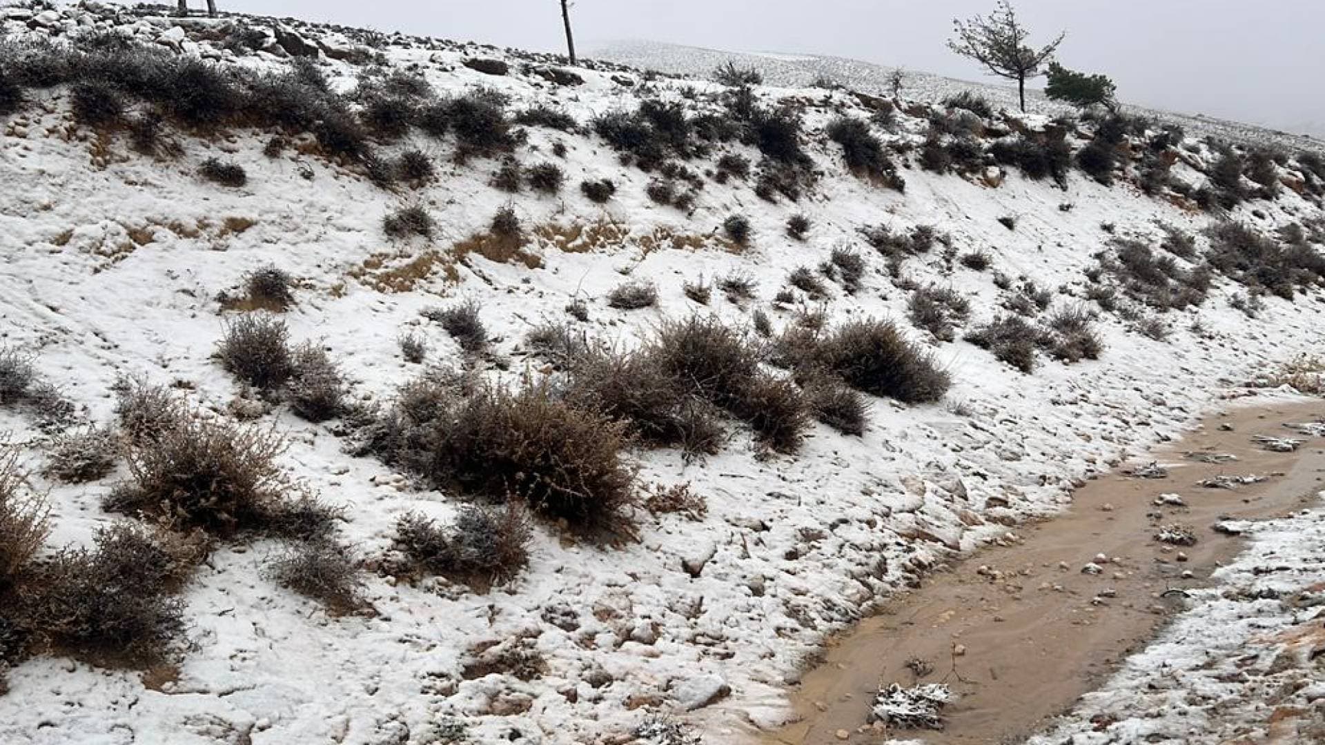 الزائر الأبيض يطرق أبواب الجنوب: "الشاكر" يكشف خارطة تساقط الثلوج والتراكمات المؤقتة على قمم الشراة والطفيلة.. فيديو
